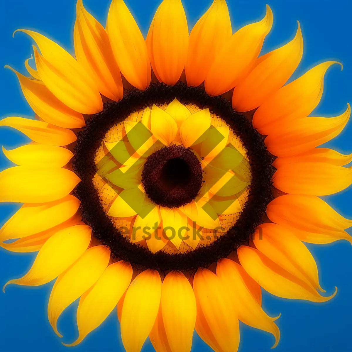 Picture of Vibrant Sunflower Blossom in Sunny Field