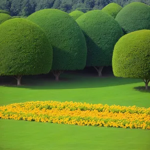 Delicious Citrus Golf Ball on Green Grass