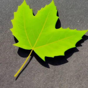 Bright Yellow Autumn Tree Leaves