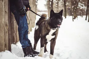 Man skiing with his dog in snowy mountains.