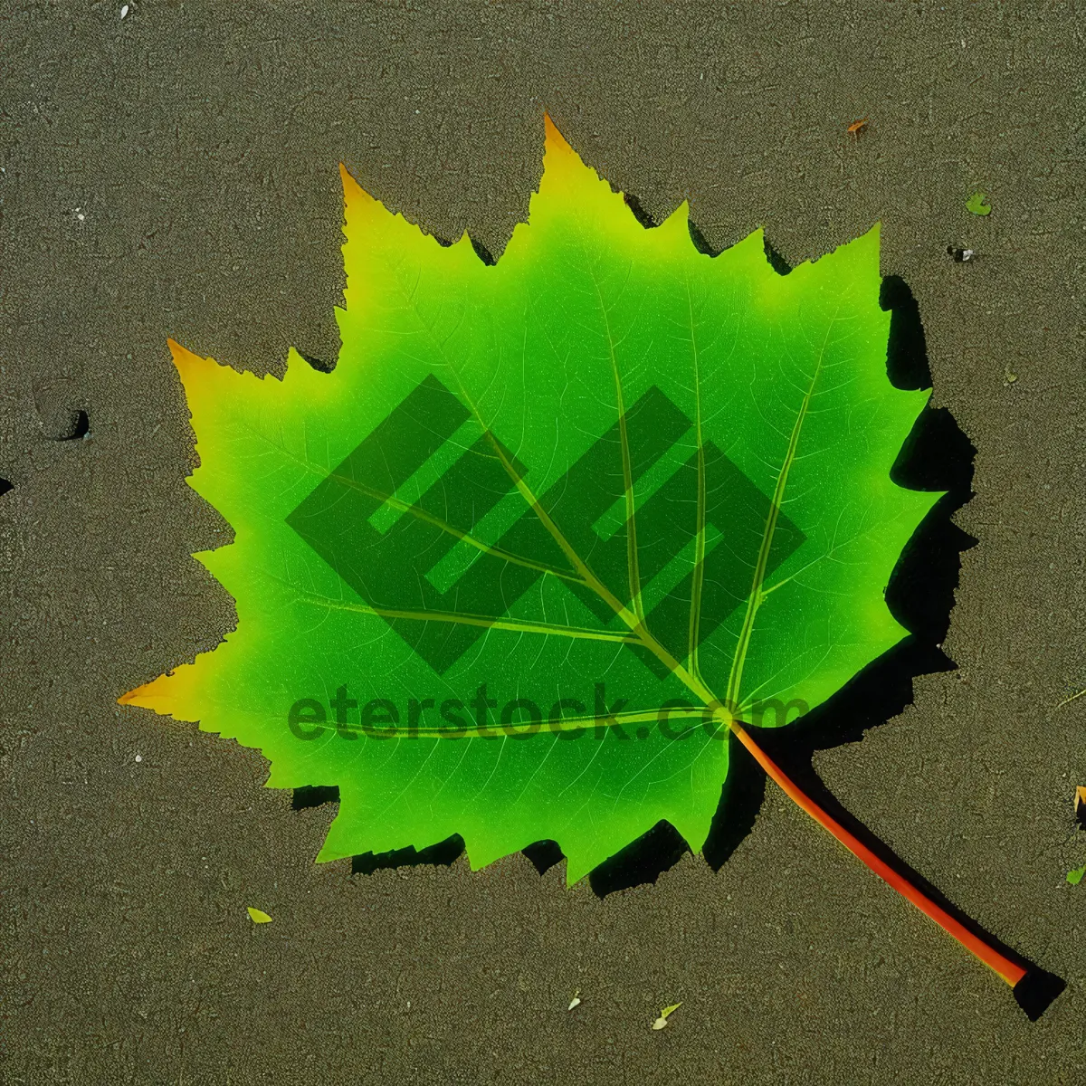 Picture of Fresh Kale Leaf Close-Up: Vibrant Green Garden Delight.