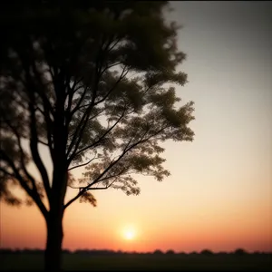 Golden Oak Tree Silhouette on Horizon