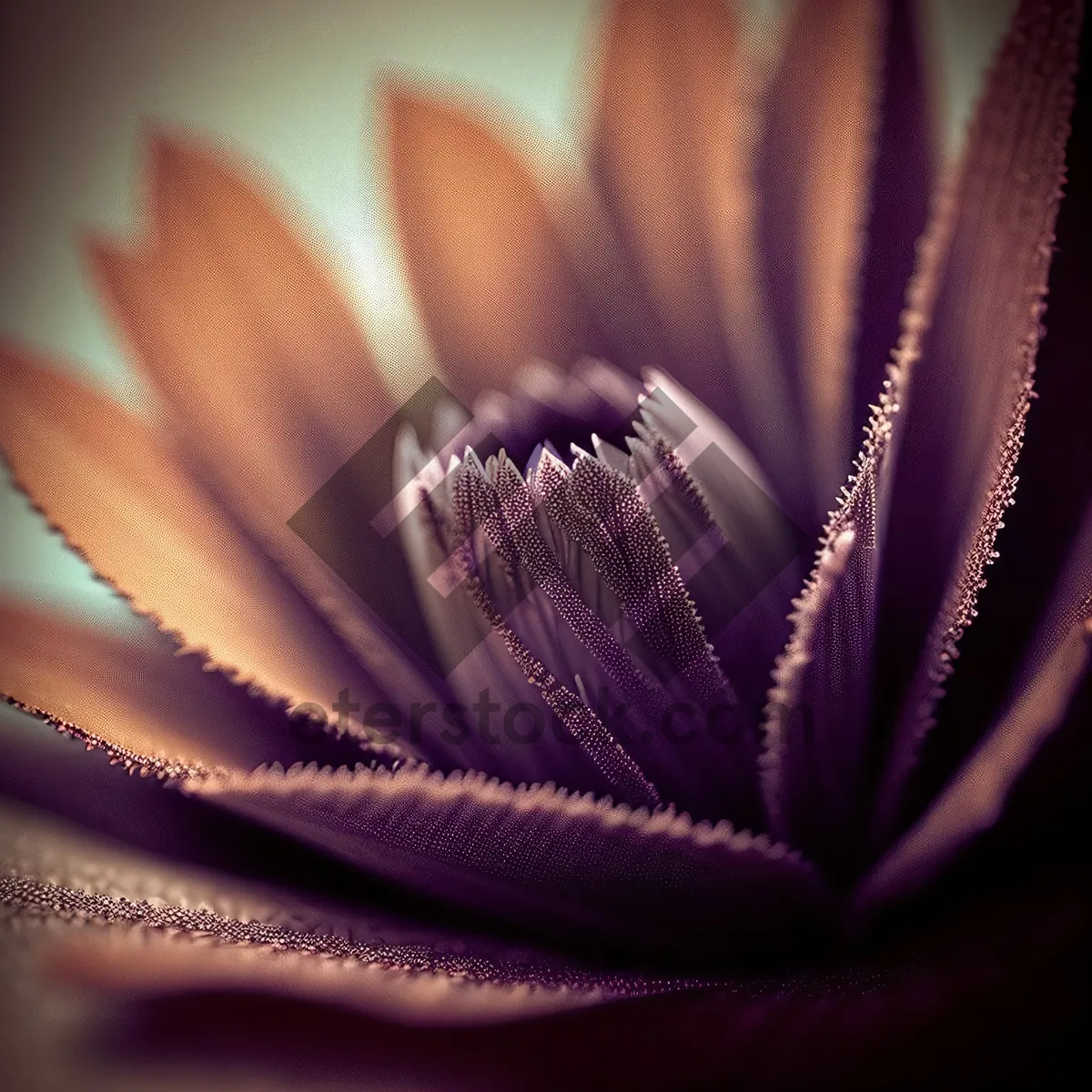 Picture of Pink Cactus Blossom in Blooming Garden