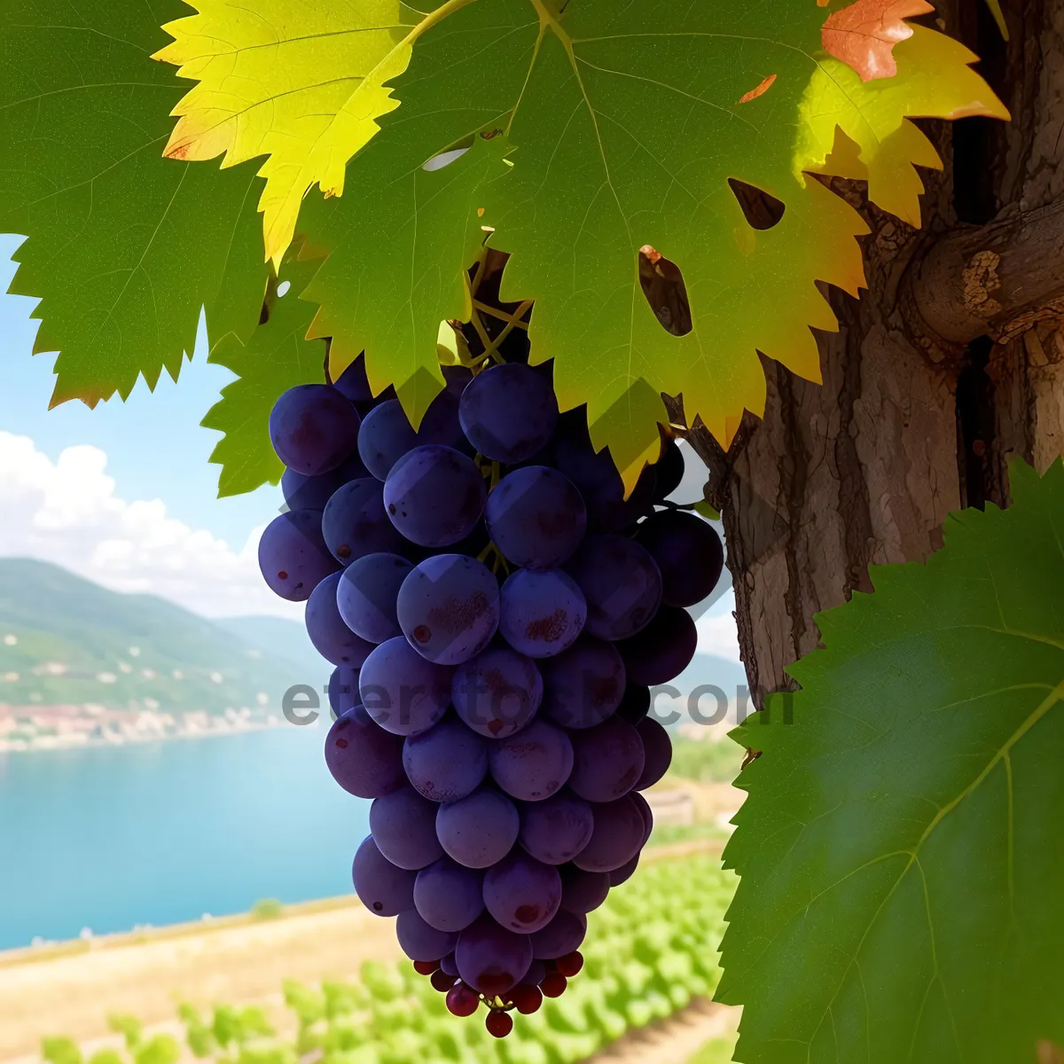 Picture of Vibrant Autumn Grape Cluster in Vineyard