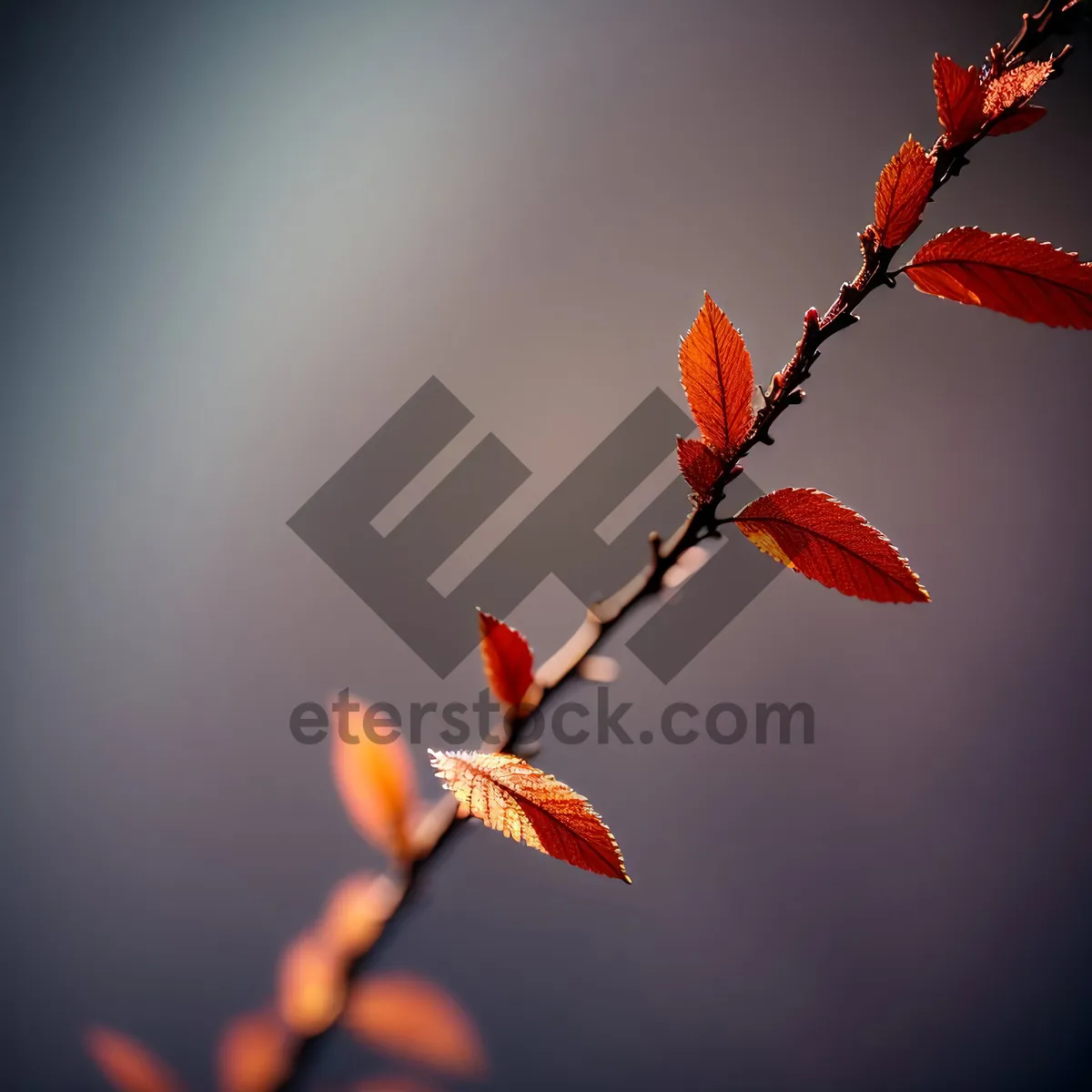 Picture of Vibrant Kangaroo Paw Flower Against Blue Sky