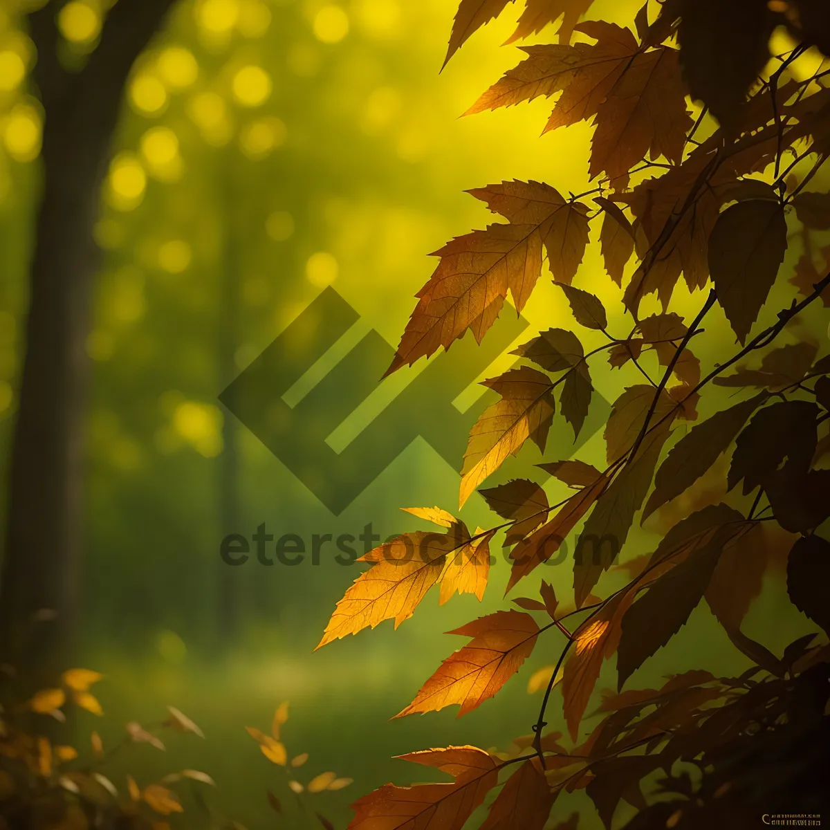 Picture of Golden Autumn Leaves in Sunlit Forest
