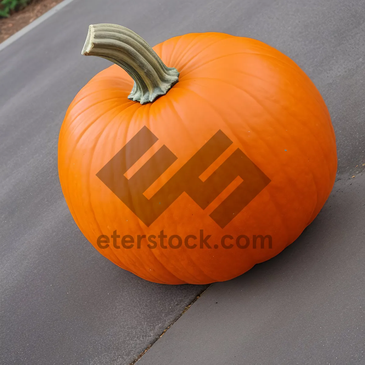 Picture of Festive Autumn Harvest: Colorful Pumpkin Patch