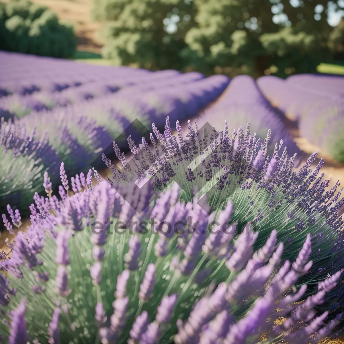 Picture of Colorful Wild Teasel in a Lavender Field