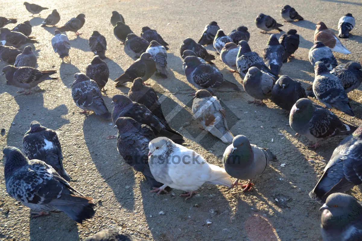 Picture of Coastal Seabird Dove by the Beach