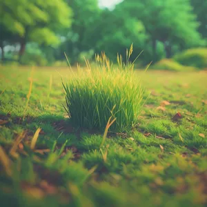 Aquatic Herb in Lush Meadow: Fresh Summer Growth