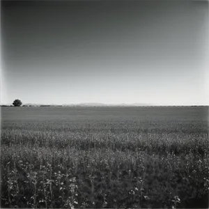 Idyllic Summer Horizon over Wheat Field