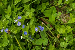 Close up of fresh green spring leaves