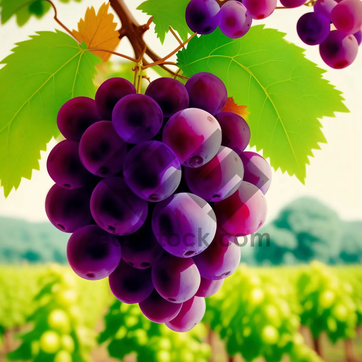 Picture of Delicious Autumn Grape Harvest