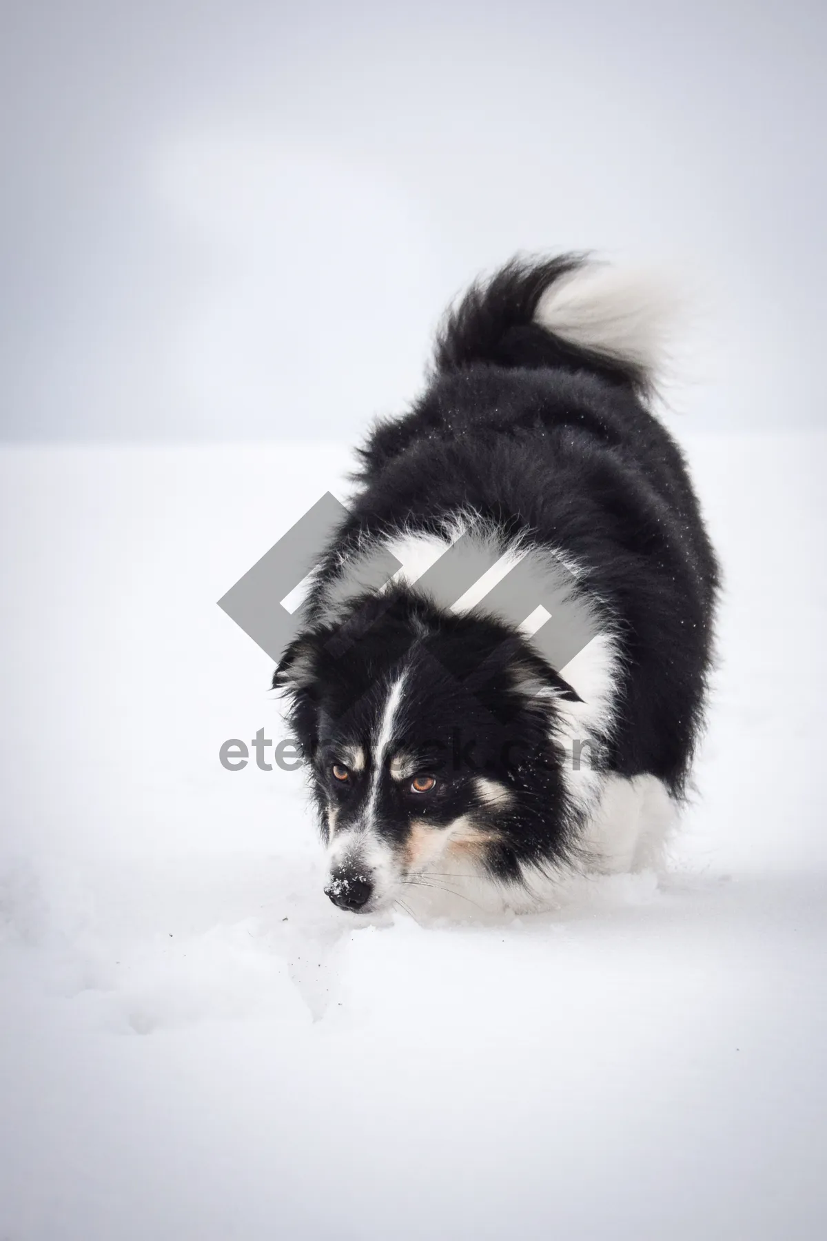 Picture of Cute brown border collie puppy in studio portrait.