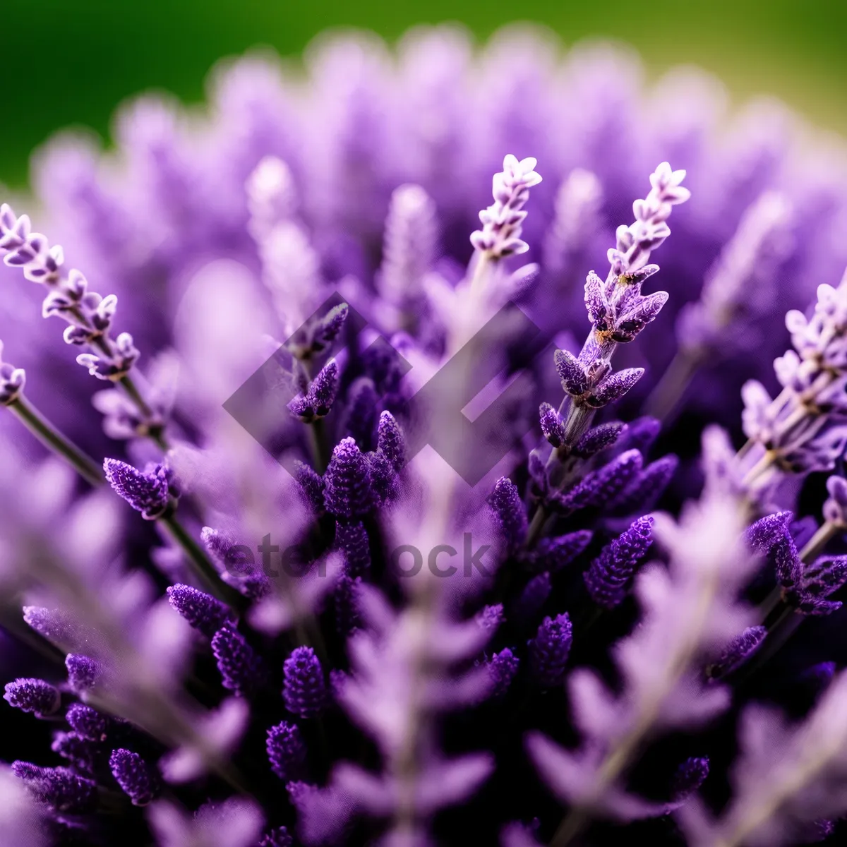 Picture of Lavender Fields in Full Bloom