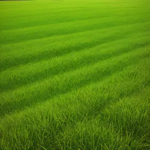 Vibrant Summer Meadow with Lush Green Grass