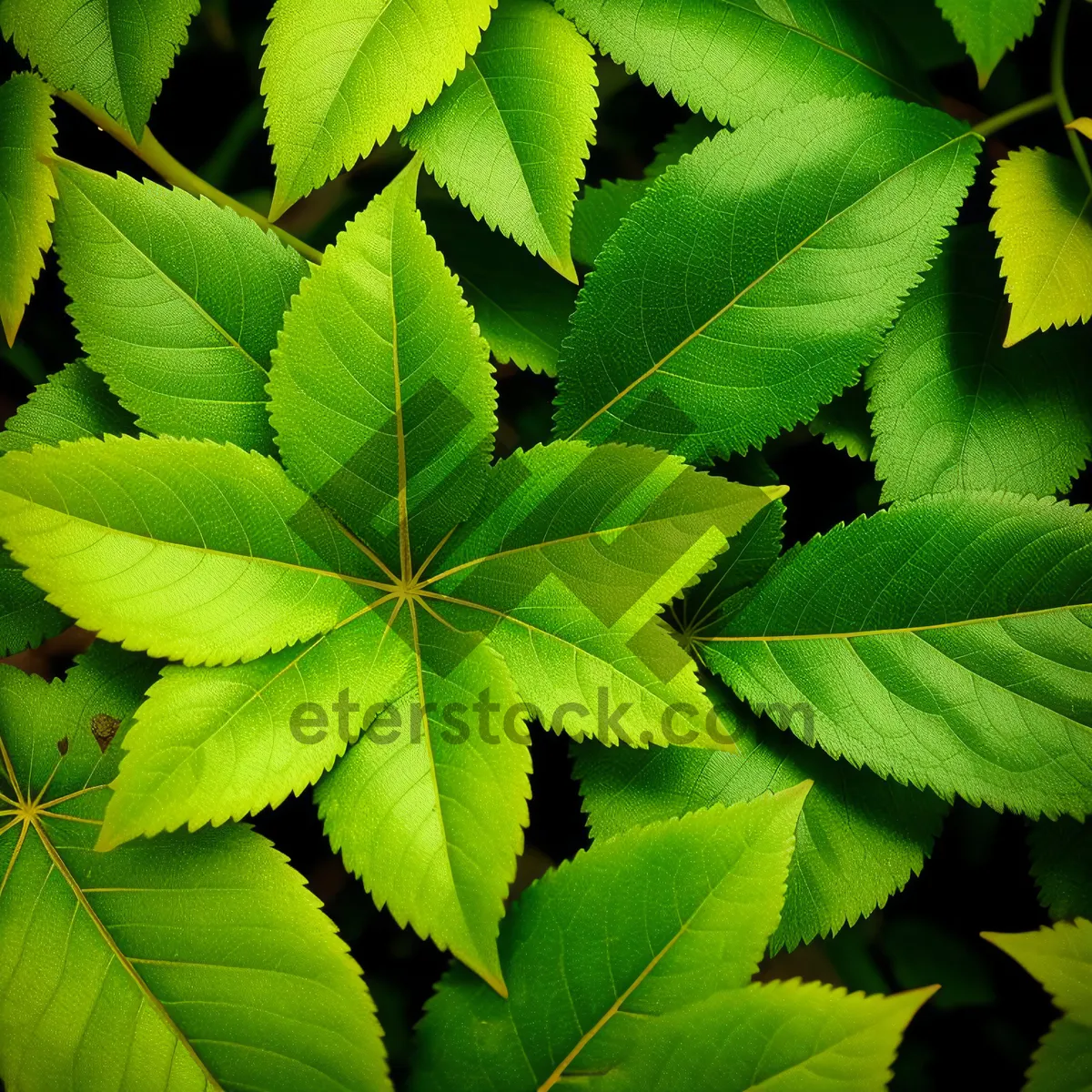 Picture of Lush Maple Leaves in Sunlit Forest"
(Note: This description is optimized for SEO purposes and includes a combination of relevant keywords from the provided tags.)