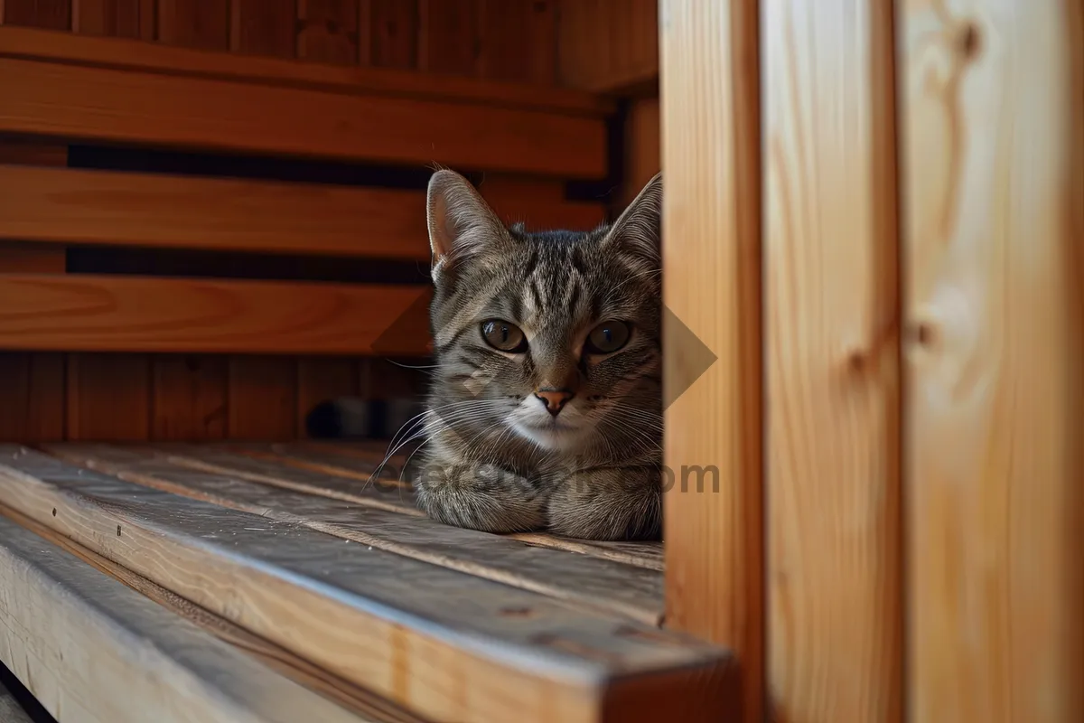 Picture of Fluffy Tabby Cat with Cute Whiskers