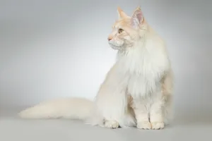 Cute kitten with fluffy fur and whiskers sitting.