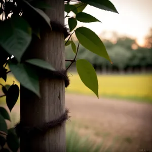 Vibrant Woody Plant Leaves in Natural Forest