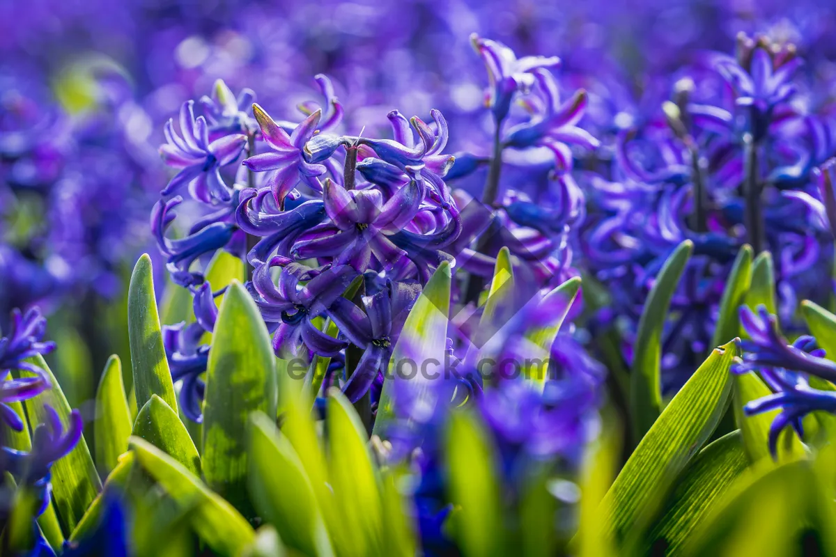 Picture of Colorful purple hyacinth flower in spring garden.