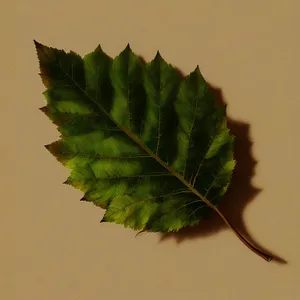 Vibrant Autumn Maple Leaf - Seasonal Botanical Beauty