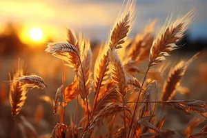 Golden Wheat Field in the Summer Countryside Sky