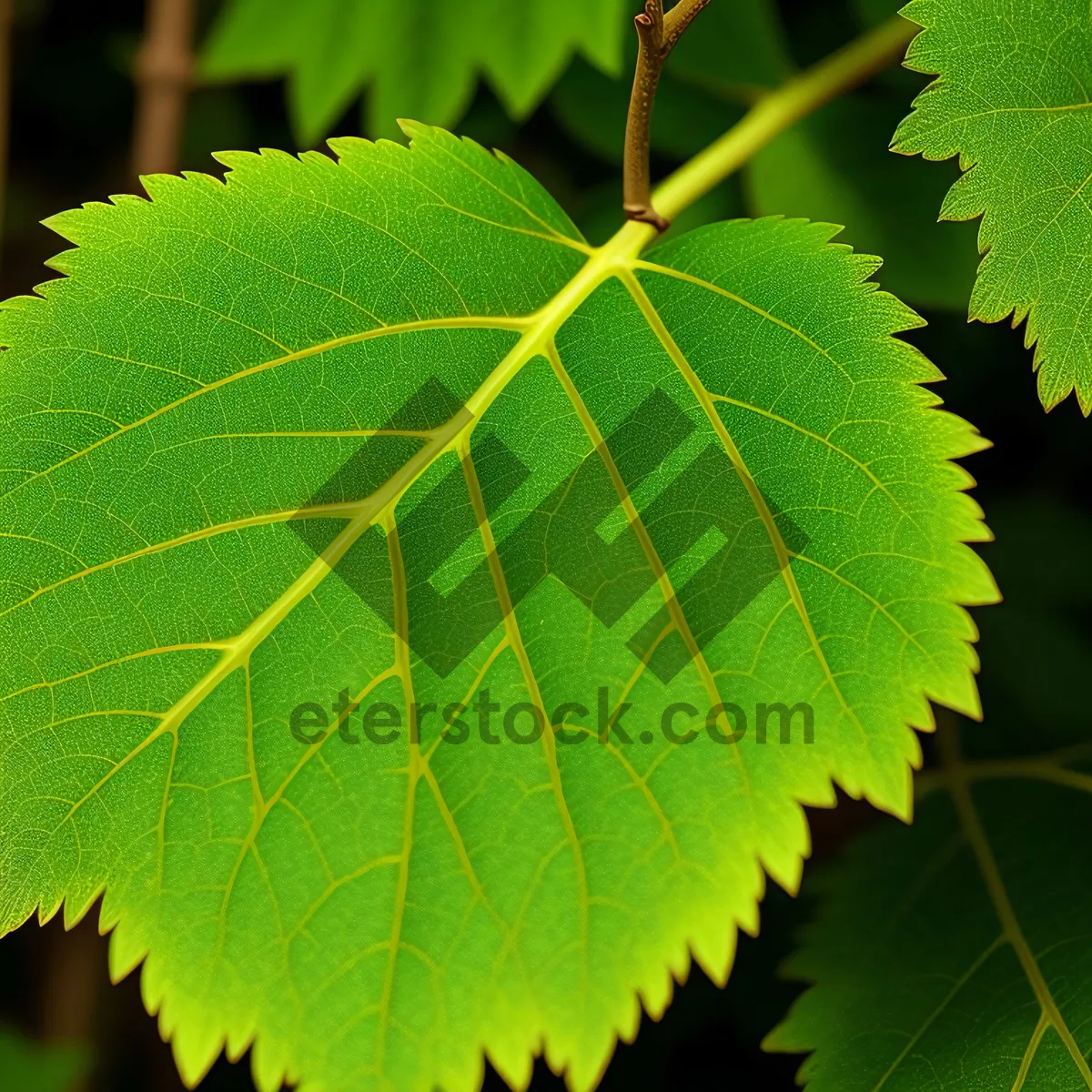 Picture of Vibrant Birch Leaves in Summer Forest