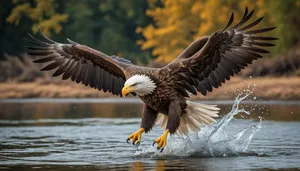 Bald Eagle soaring with outstretched wings hunting prey