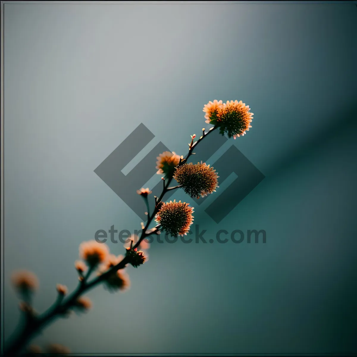 Picture of Blossoming Cherry Tree in Spring Garden