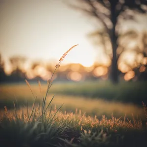 Golden Horizon: Summer Sunset over Wheat Field