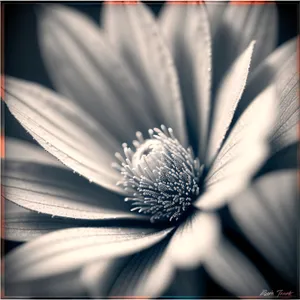 White Daisy Petal in Light - Vascular Plant