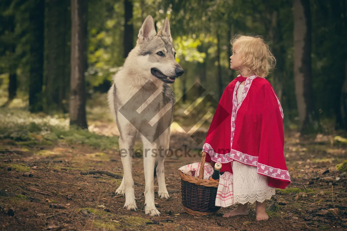 Picture of White Wolf Canine Portrait - Fierce and Beautiful Eyes