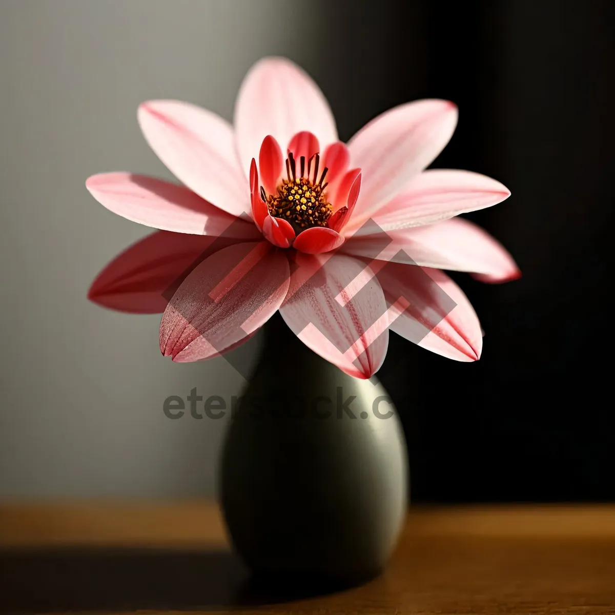 Picture of Pink Daisy Bloom in a Dreamy Garden