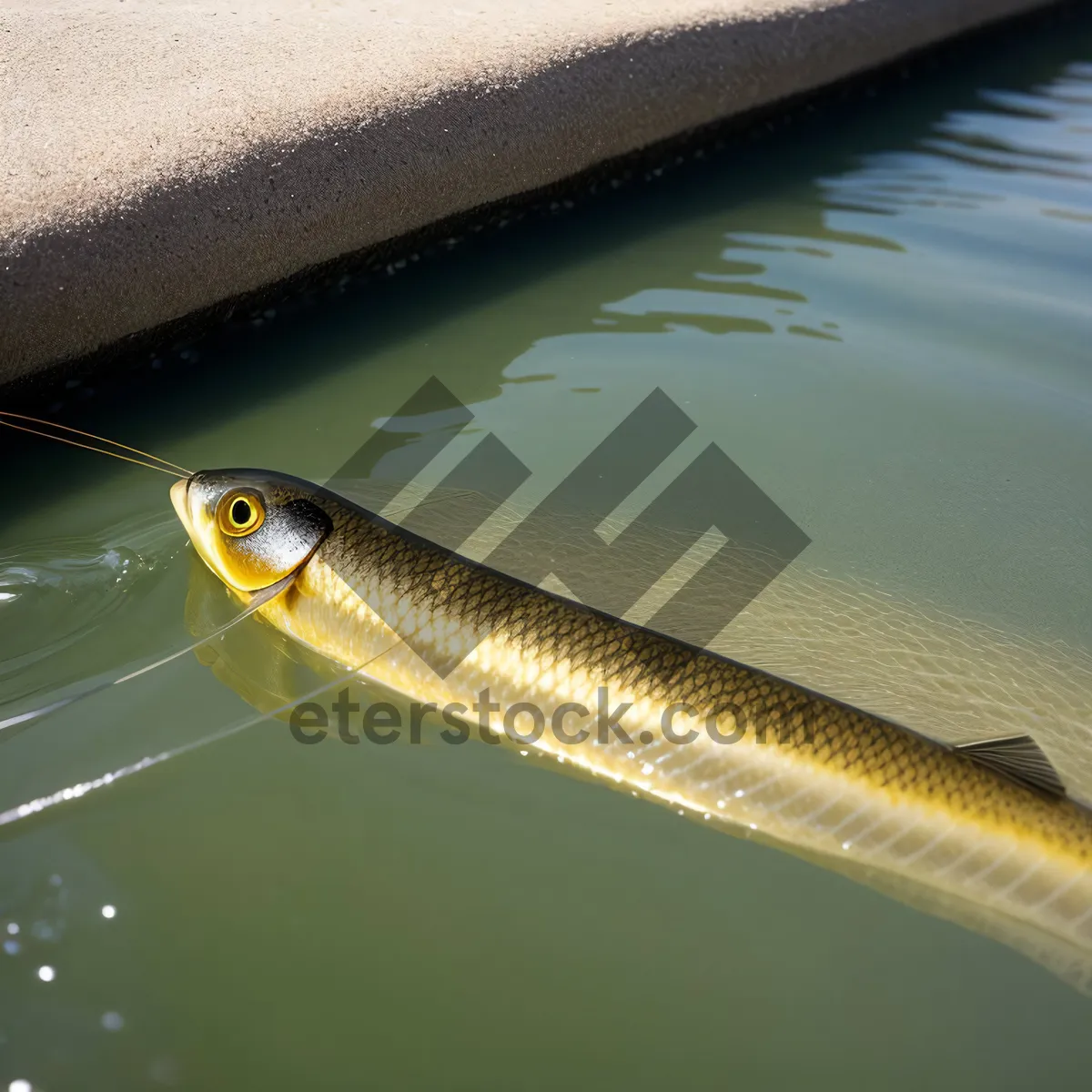 Picture of Wild Water Snake Gar: Majestic Reptile of the Sea