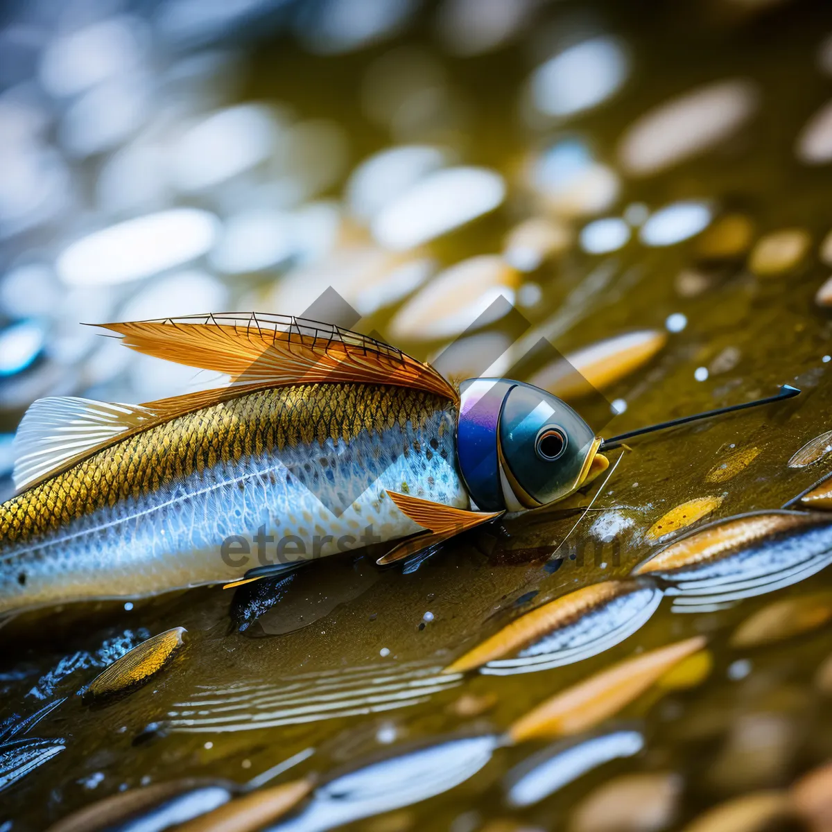 Picture of Vibrant Tropical Underwater Fish with Orange Fin