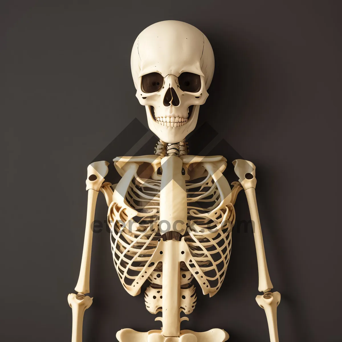 Picture of Spooky Pirate Skull - 3D Anatomy Figure