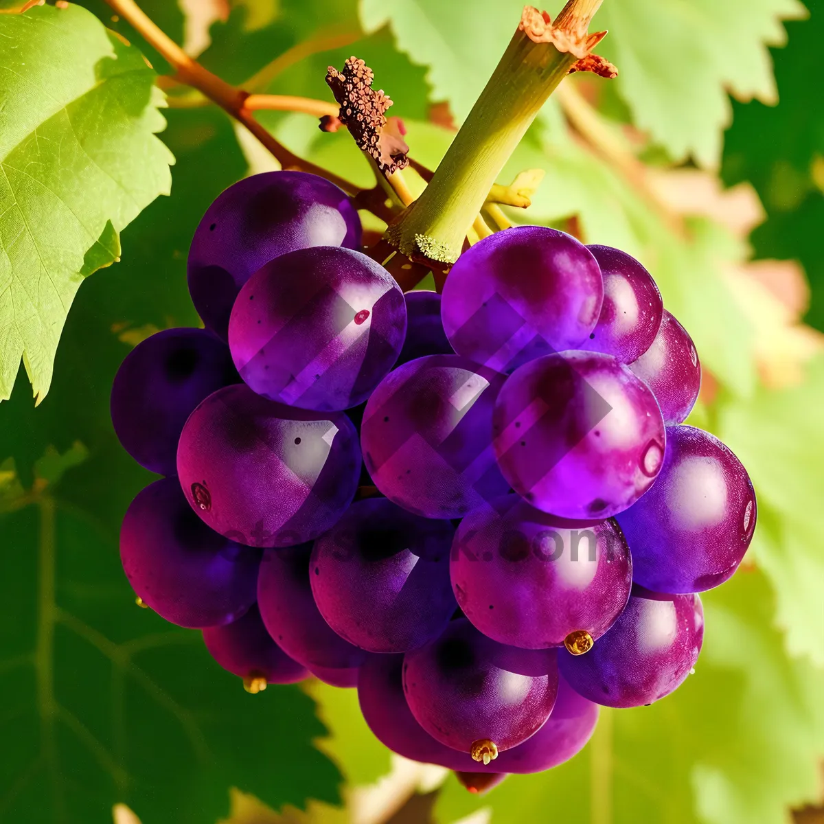 Picture of Fresh and Juicy Concord Grapes in a Vineyard