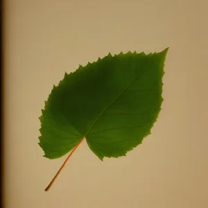 Vibrant Summer Flora: Woody Plant with Fresh Leaves