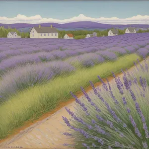 Serene Lavender Field in Rural Countryside