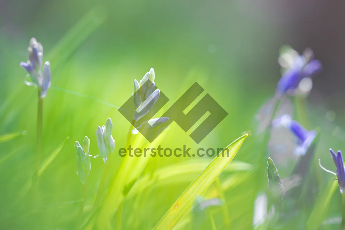 Picture of Summer Meadow Growth in Vibrant Color