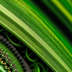 Vibrant Agave Leaf: A Close-Up of Nature's Growth