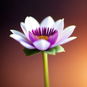 Pink Lotus Blossom: Vibrant Floral Delight