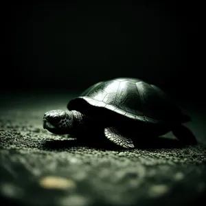 Slow-moving terrapin explores garden with shell