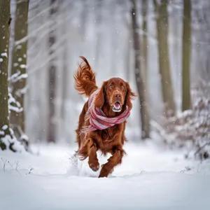 Cute winter retriever puppy playing in the snow