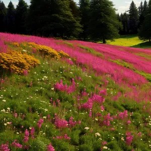 Colorful Blooming Rhododendron in a Floral Meadow