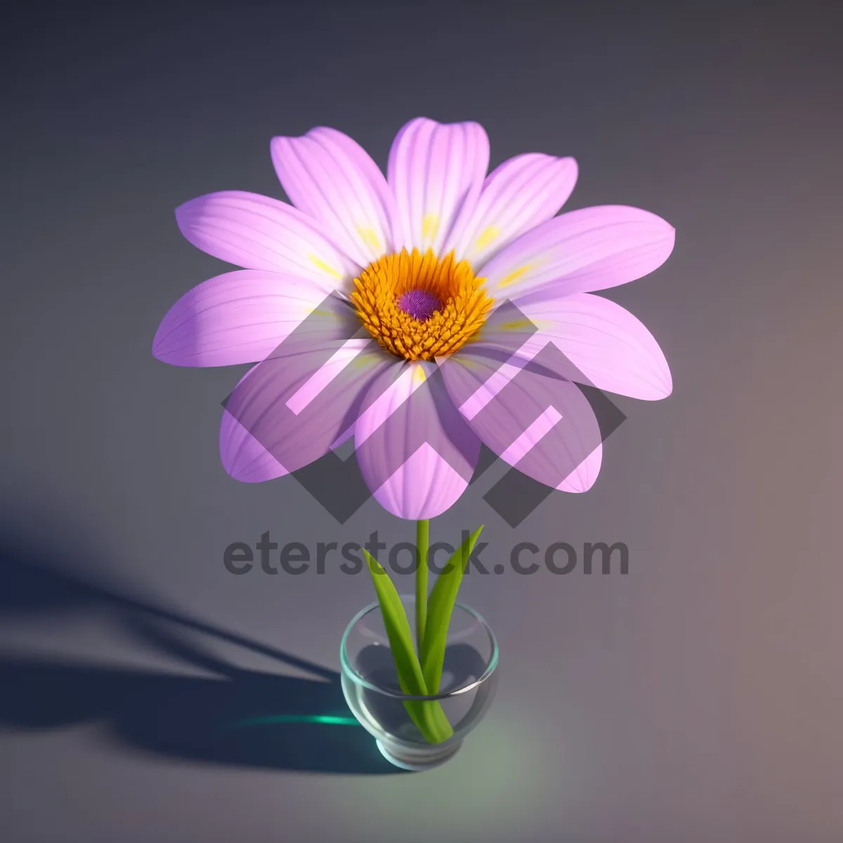 Picture of Colorful Blooming Daisy in Summer Garden