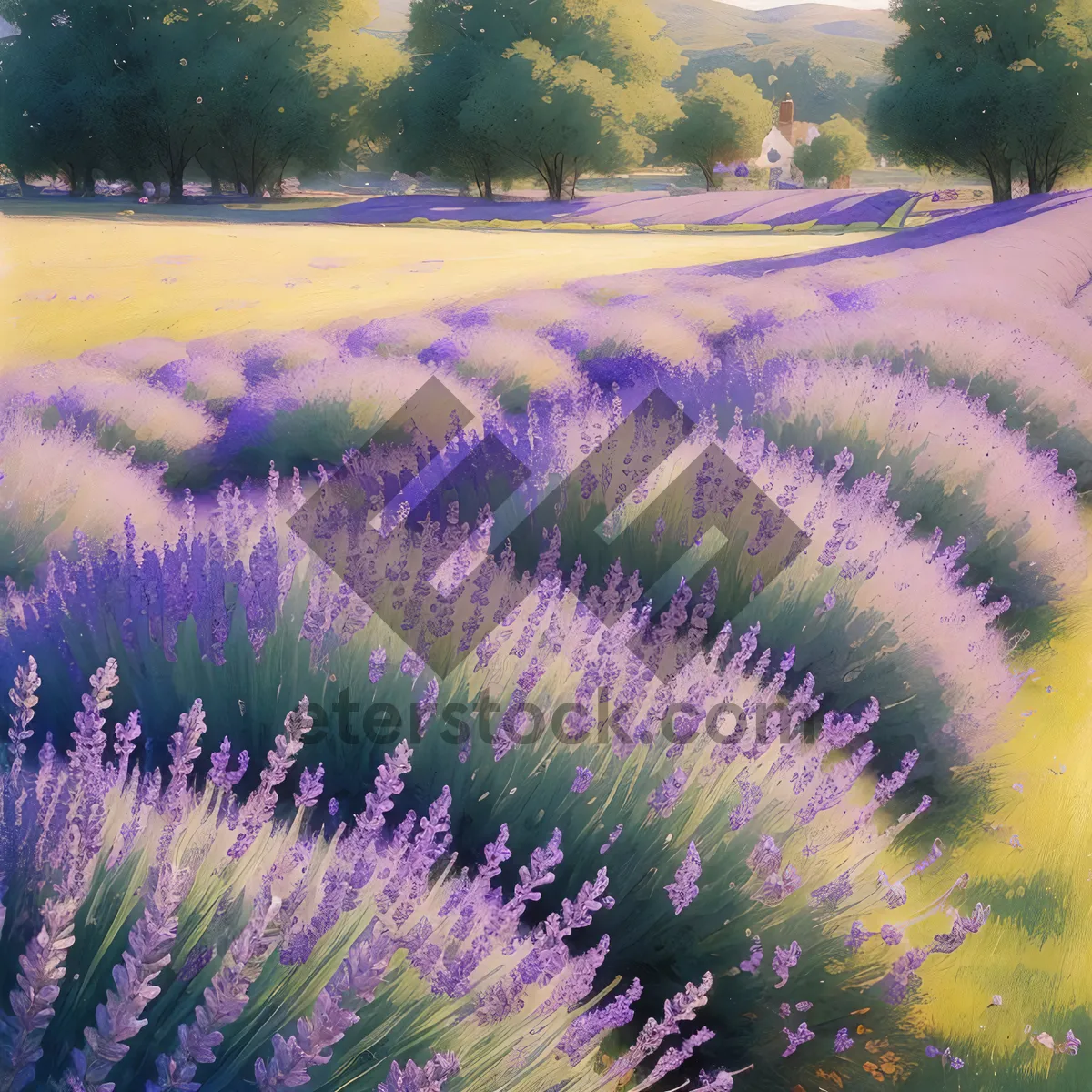 Picture of Serene Lavender Fields: A picturesque burst of rural purple blooms.