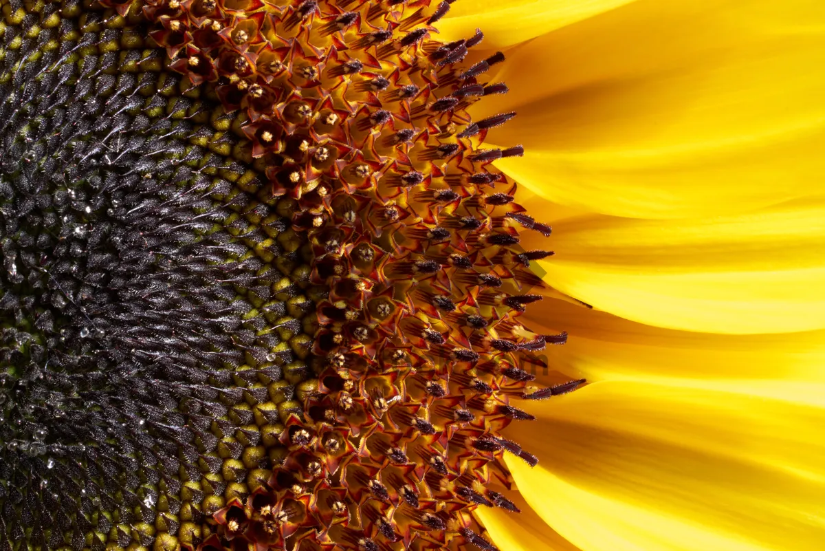 Picture of Bright Sunflower Blossom in Sunny Field