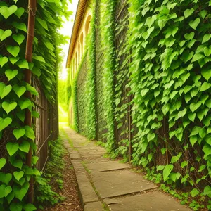 Serene Forest Pathway Among Lush Ferns